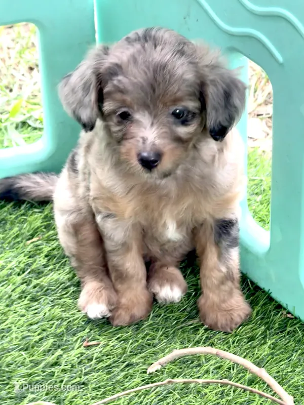 Nova – Miniature Aussiedoodle puppy for sale in Tampa, FL