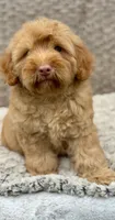 Simba, a male Chow Chow and Poodle - Miniature  for sale in Tampa, FL – 4 of 10