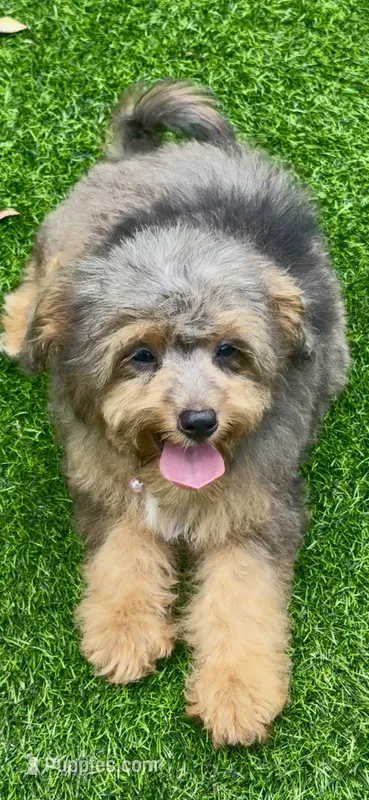 Winnie – Miniature Aussiedoodle puppy for sale in Tampa, FL