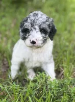 Sapphire. “ regular size” Blue Merle, a female Cockapoo for sale in Ruskin, FL – 2 of 10