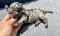 Topaz F1b , a female Miniature Aussiedoodle for sale in Tampa, FL – 2 of 6