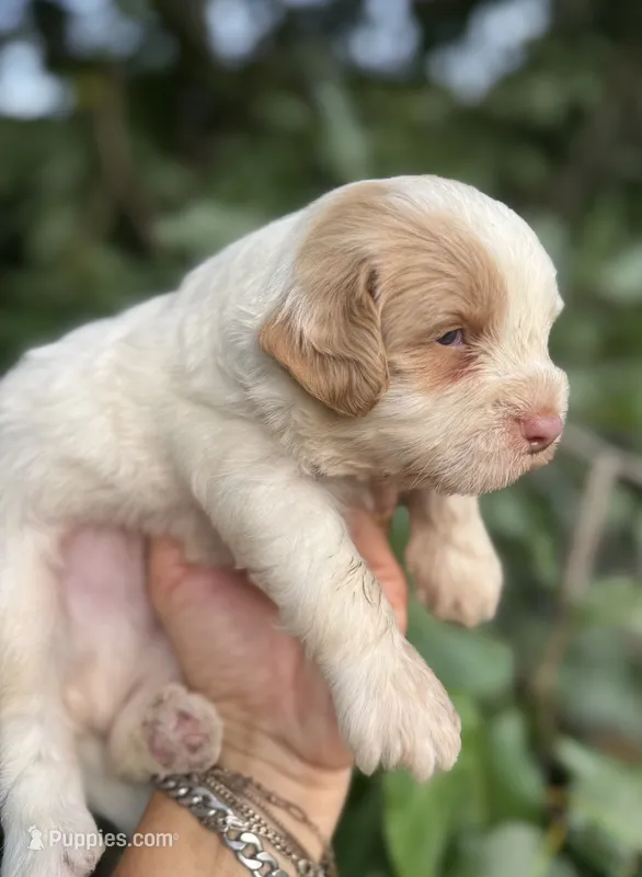 Firsta, mini Chowdoodle ( from DoDo parents) – Chow Chow, Poodle - Miniature  puppy for sale in Tampa, FL