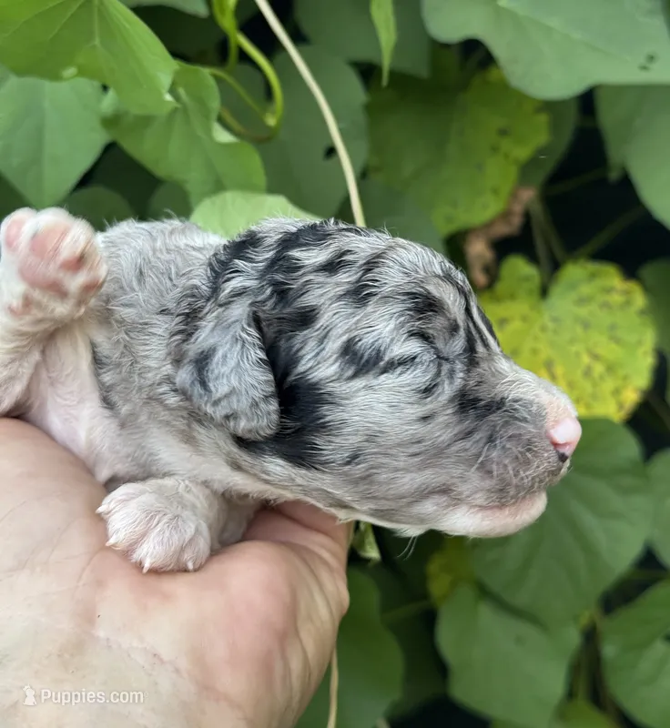Bluebell. “Regular size” Blue Merle – Cockapoo puppy for sale in Tampa, FL