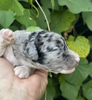 Bluebell. “Regular size” Blue Merle, a female Cockapoo for sale in Tampa, FL – 5 of 9