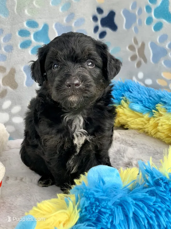 Onyx. Parents health tested – Miniature Aussiedoodle puppy for sale in Tampa, FL
