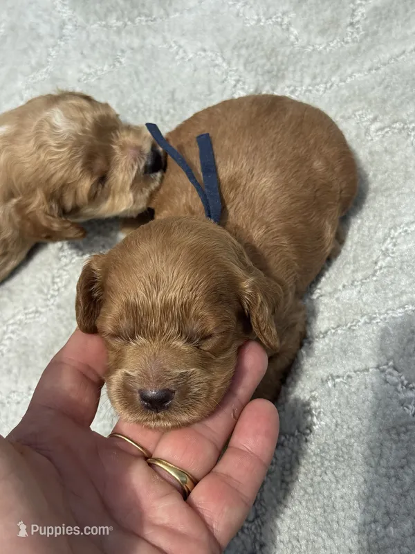 Black F1 – Cockapoo puppy for sale in Tampa, FL