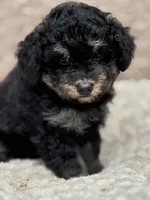 Anna tiny Chowdoodle, a female Chow Chow and Poodle - Toy  for sale in Tampa, FL – 1 of 2