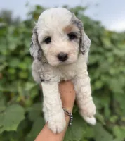 Skye  F1b, a female Miniature Aussiedoodle for sale in Tampa, FL – 4 of 10