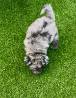 Tyson, a male Miniature Aussiedoodle for sale in Tampa, FL – 2 of 3