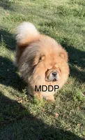 Sakura, a female Chow Chow for sale in Ruskin, FL – 8 of 8