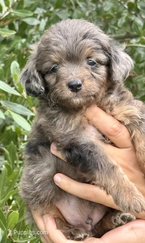 Tucker – Miniature Aussiedoodle puppy for sale in Tampa, FL