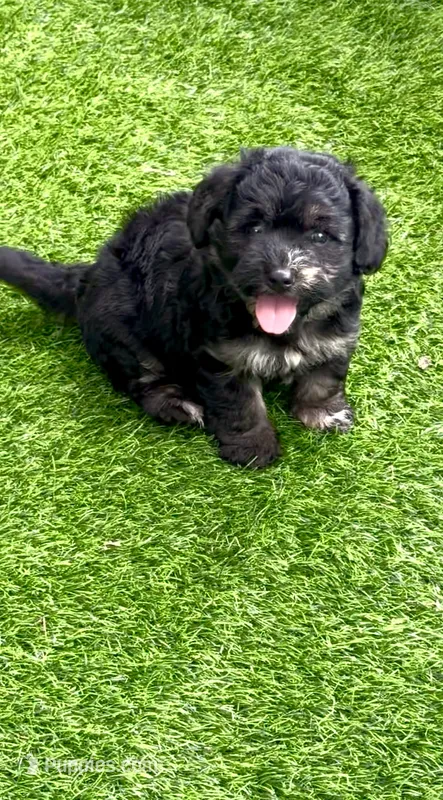 Marble – Chow Chow, Poodle - Toy  puppy for sale in Tampa, FL