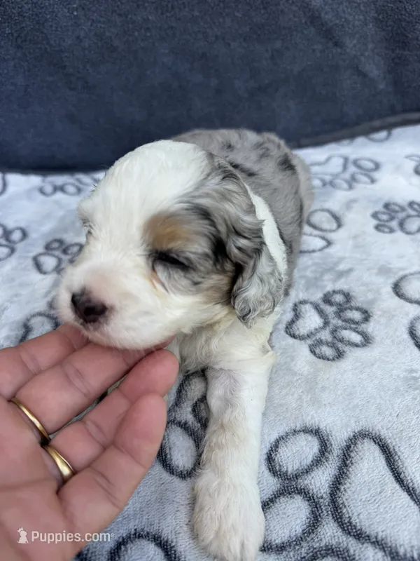 Diamond F1b – Miniature Aussiedoodle puppy for sale in Tampa, FL