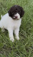 Brownie  “ regular size “, a male Cockapoo for sale in Ruskin, FL – 4 of 9