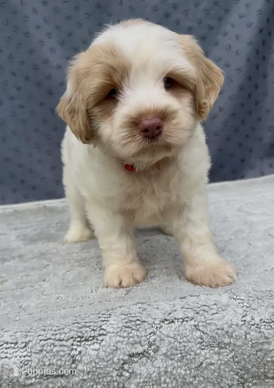 Firsta, mini Chowdoodle ( from DoDo parents) – Chow Chow, Poodle - Miniature  puppy for sale in Tampa, FL