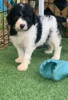 Betsy parents health tested, a female Bernedoodle for sale in Tampa, FL – 2 of 6
