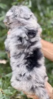 Bluebell medium size from health tested parents, a female Bernedoodle for sale in Tampa, FL – 6 of 6