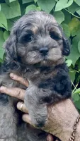 Camo  mini Chowdoodle from DoDo parents , a male Chow Chow and Poodle - Miniature  for sale in Sun City Center, FL – 1 of 10
