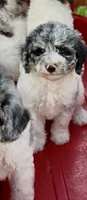 Sapphire , a female Cockapoo for sale in Ruskin, FL – 2 of 10