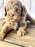 Chip. Chocolate Merle phantom with blue eyes, a male Cockapoo for sale in Ruskin, FL – 5 of 6