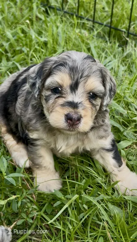 Ruby F1b – Miniature Aussiedoodle puppy for sale in Tampa, FL