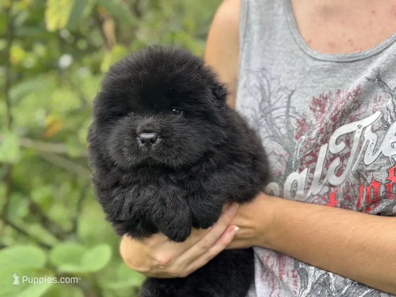 Onyx – Chow Chow puppy for sale in Ruskin, FL