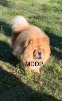 Xuan , a male Chow Chow for sale in Ruskin, FL – 4 of 8