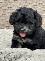 Marble, a male Chow Chow and Poodle - Toy  for sale in Tampa, FL – 3 of 10