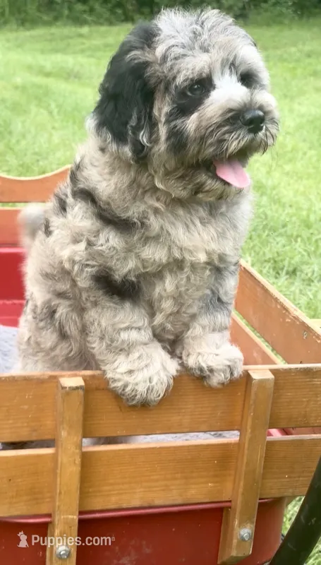 Marley – Chow Chow, Poodle - Miniature  puppy for sale in Sun City Center, FL