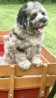 Marley, a female Chow Chow and Poodle - Miniature  for sale in Sun City Center, FL – 2 of 3