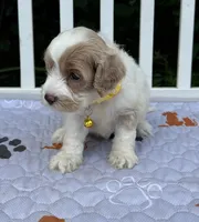 Yellow, a female Cockapoo for sale in Sun City Center, FL – 4 of 9