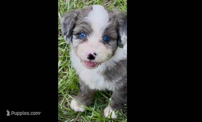 Shania  Blue eyes – Miniature Aussiedoodle puppy for sale in Ruskin, FL