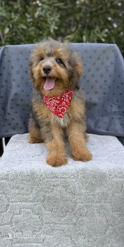 Winnie – Miniature Aussiedoodle puppy for sale in Tampa, FL