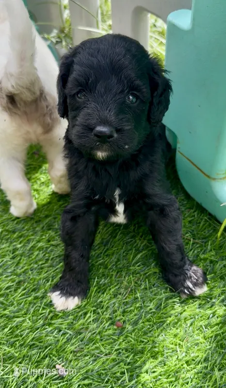 Smokey  “regular size” – Cockapoo puppy for sale in Sun City Center, FL