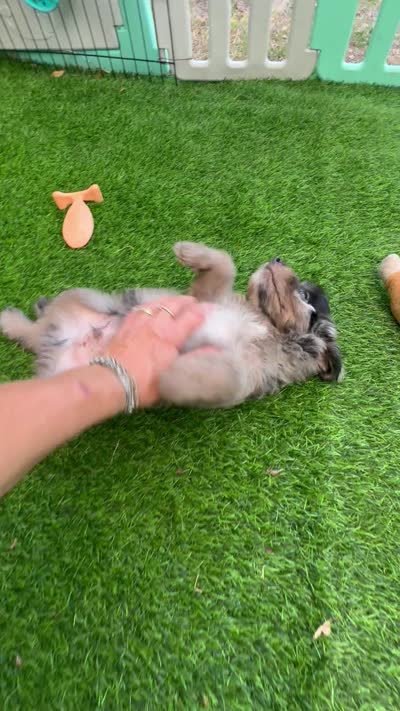 Tyson, a male Miniature Aussiedoodle for sale in Tampa, FL – 3 of 3