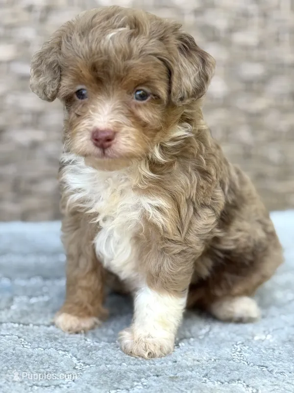 Teddy chocolate Merle – Miniature Aussiedoodle puppy for sale in Tampa, FL
