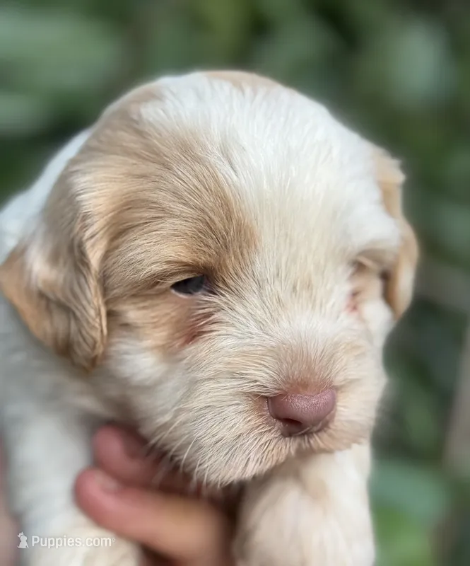 Firsta, mini Chowdoodle ( from DoDo parents) – Chow Chow, Poodle - Miniature  puppy for sale in Tampa, FL