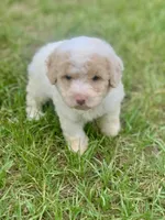 Rosie tiny Chowdoodle, a female Chow Chow and Poodle - Toy  for sale in Tampa, FL – 2 of 3