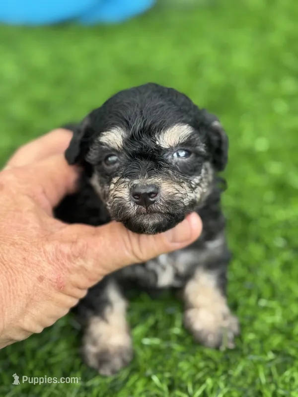 Tiny Morkiepoo  – Poodle - Toy , Morkie puppy for sale in Tampa, FL