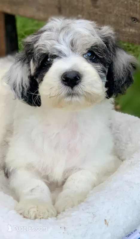 Channel  – Cockapoo puppy for sale in Tampa, FL