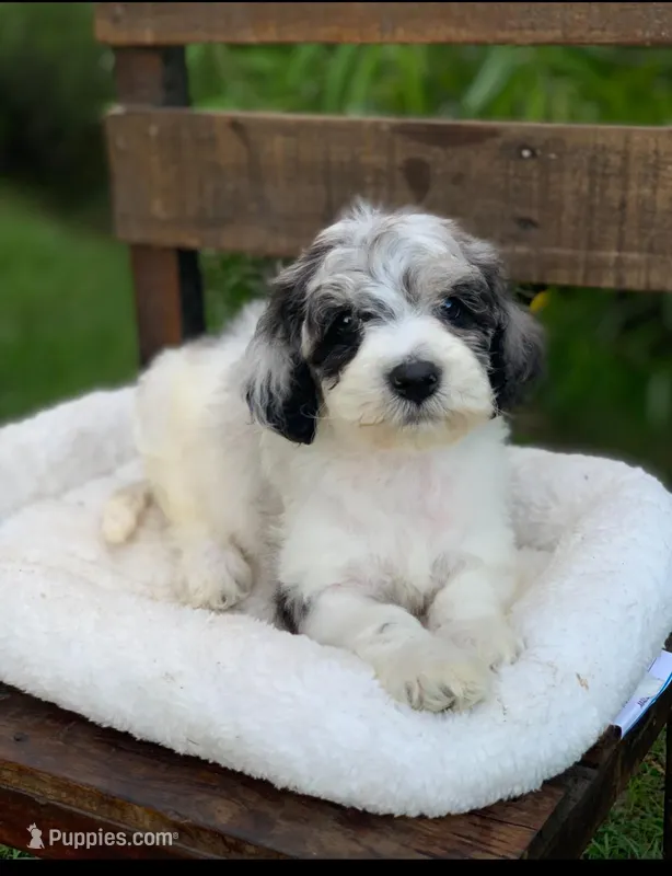 Channel  – Cockapoo puppy for sale in Tampa, FL