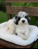 Channel , a female Cockapoo for sale in Tampa, FL – Photo 1 of 5