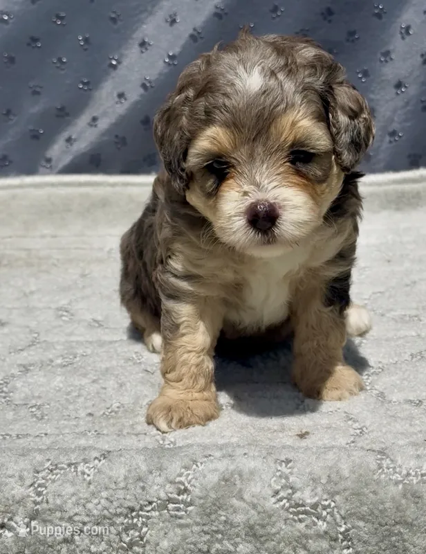 Emerald  F1b – Miniature Aussiedoodle puppy for sale in Tampa, FL