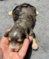 Emerald  F1b, a female Miniature Aussiedoodle for sale in Tampa, FL – 2 of 8
