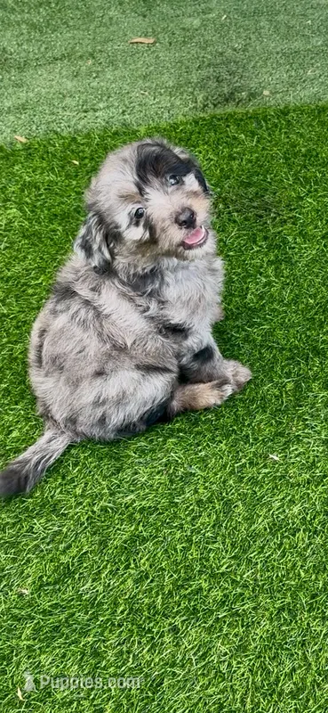 Tyson – Miniature Aussiedoodle puppy for sale in Tampa, FL
