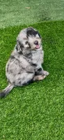 Tyson, a male Miniature Aussiedoodle for sale in Tampa, FL – 1 of 3