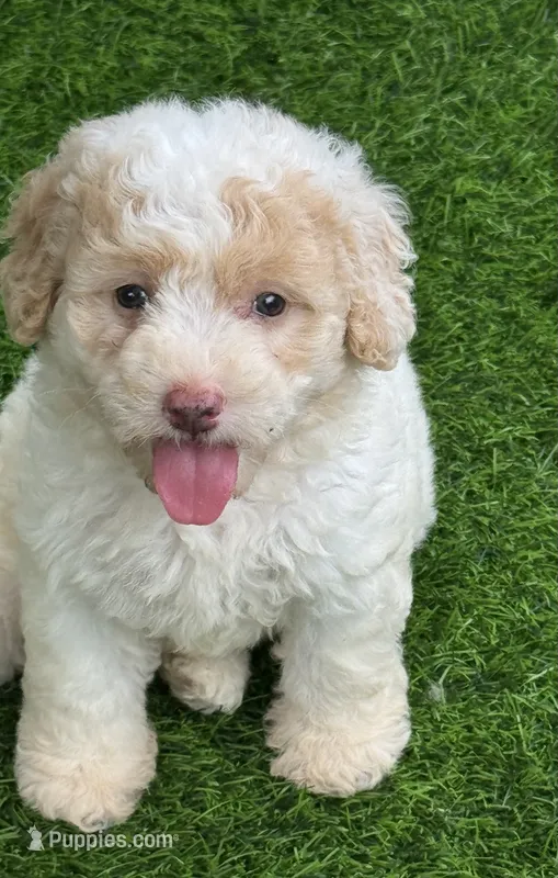 Rosie tiny Chowdoodle – Chow Chow, Poodle - Toy  puppy for sale in Tampa, FL