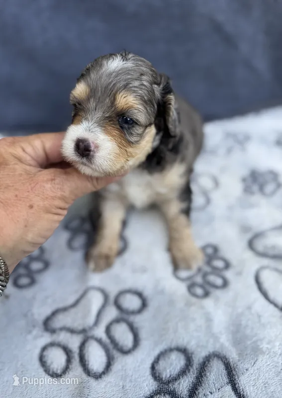 Emerald  F1b – Miniature Aussiedoodle puppy for sale in Tampa, FL