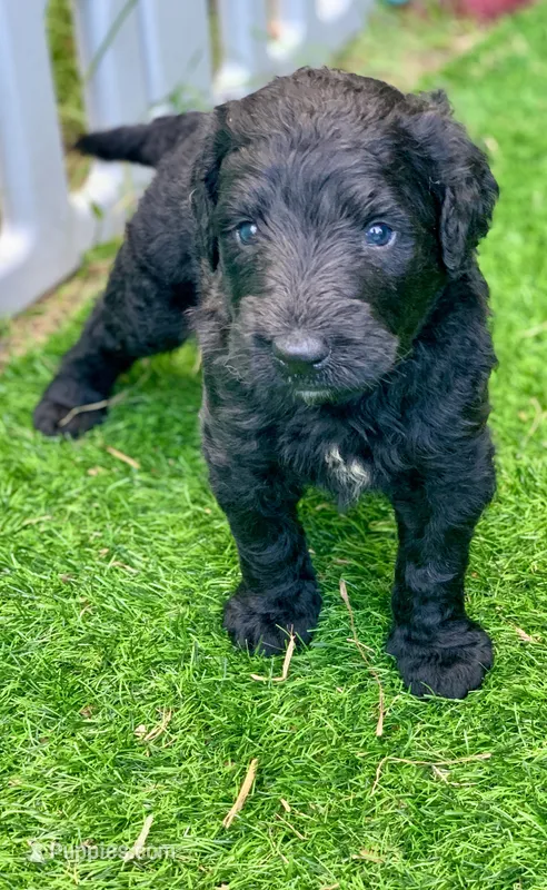 Medium size – Bernedoodle puppy for sale in Tampa, FL