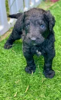 Medium size. Parents health tested., a male Bernedoodle for sale in Tampa, FL – 1 of 10
